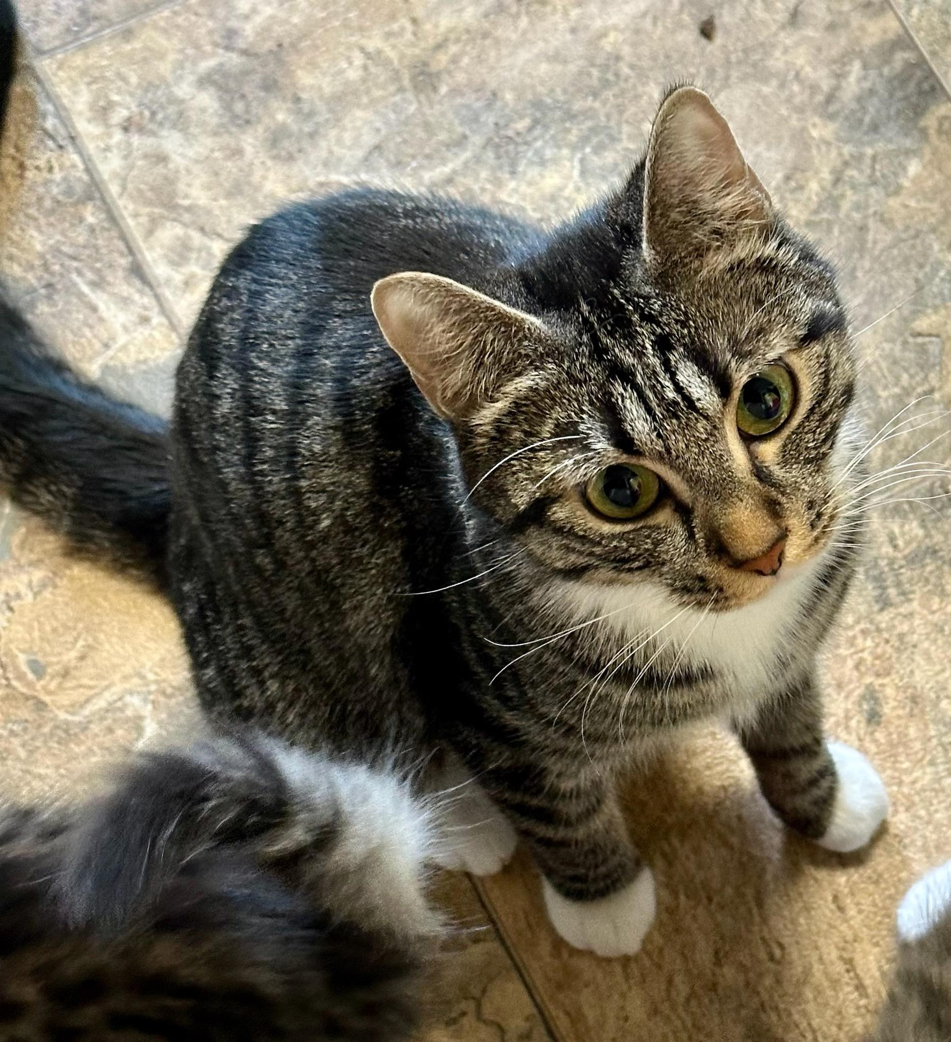 Haywood and Rizzo, a ADOPTABLE Domestic Medium Hair in Des Moines , WA image 4/4