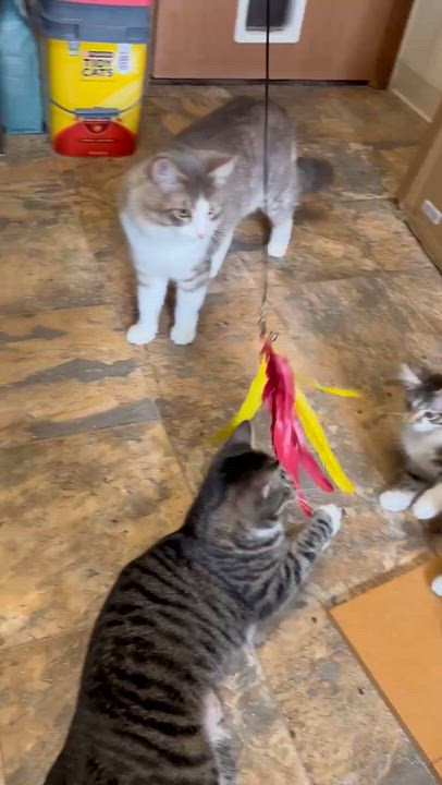 Enlarge Haywood and Rizzo, a ADOPTABLE Domestic Medium Hair in Des Moines , WA video 3/4
