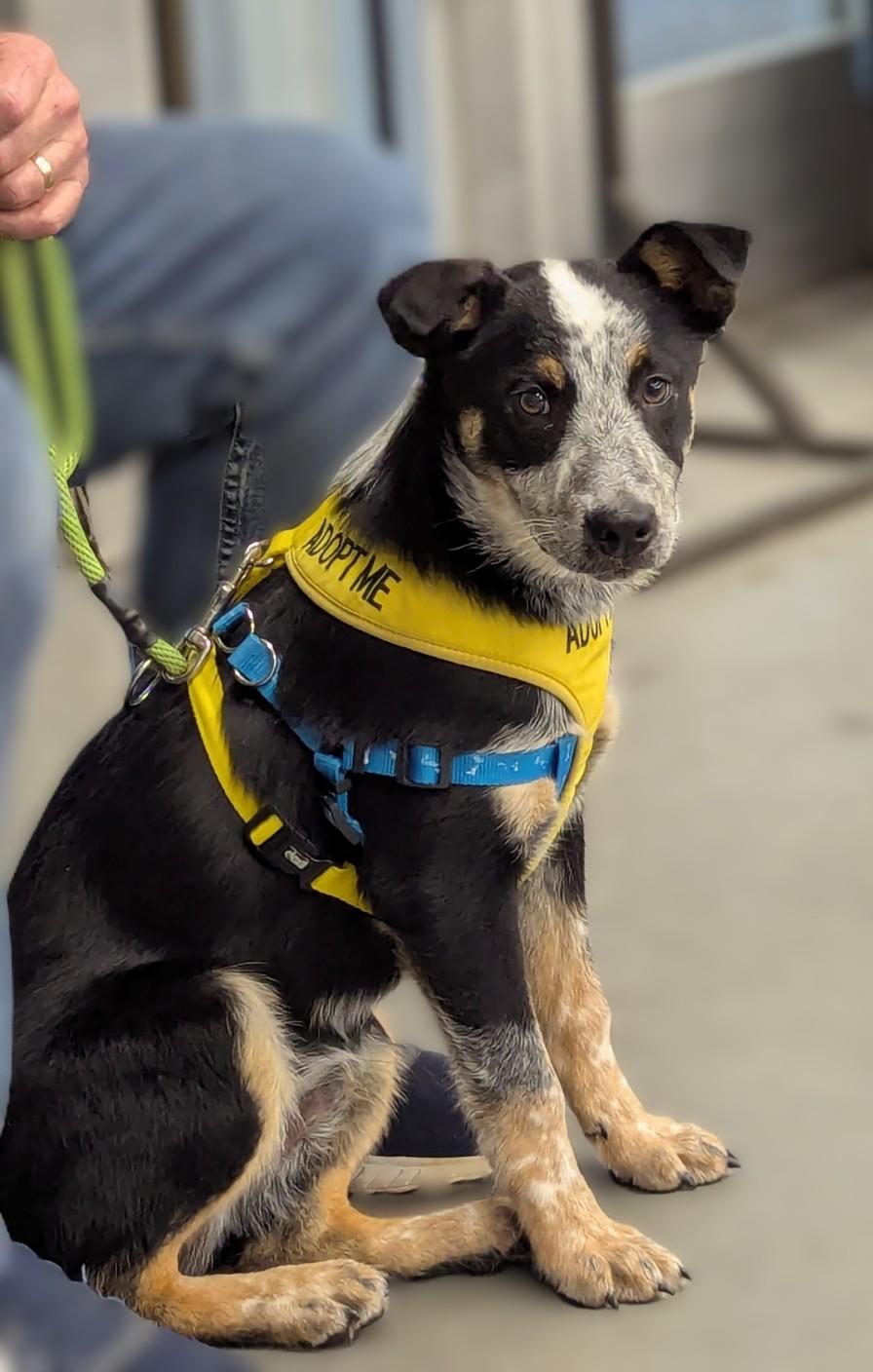 Enlarge Jasper, an adoptable mixed breed in Milner, GA image 3/3