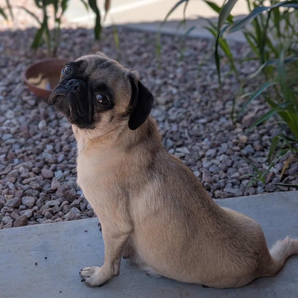 Enlarge Sunshine, a Adoptable Pug in Tucson, AZ image 1/2