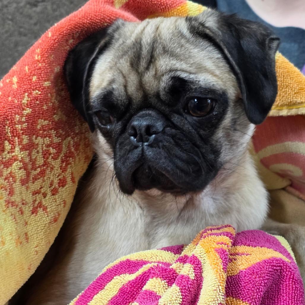 Enlarge Sunshine, a Adoptable Pug in Tucson, AZ image 2/2