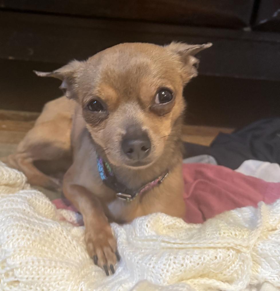 Lucky, Adoptable, Adult Male Chihuahua.