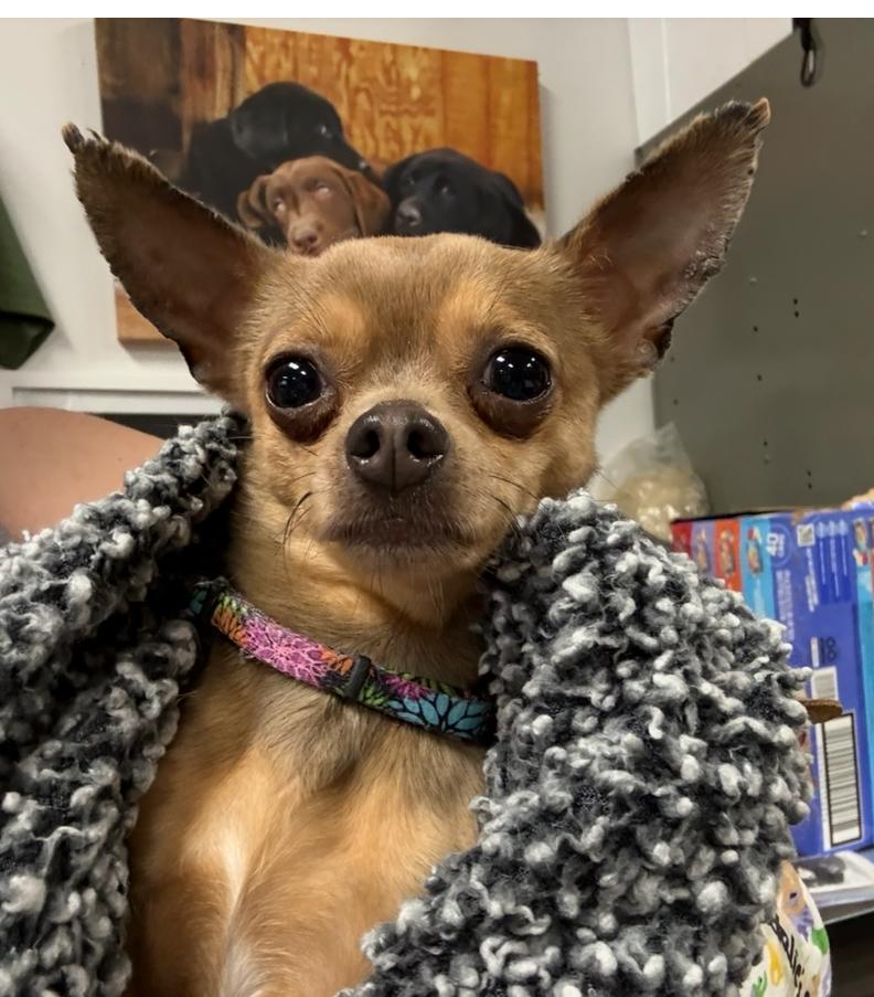 Enlarge Lucky, a Adoptable Chihuahua in Broken Arrow, OK image 2/3