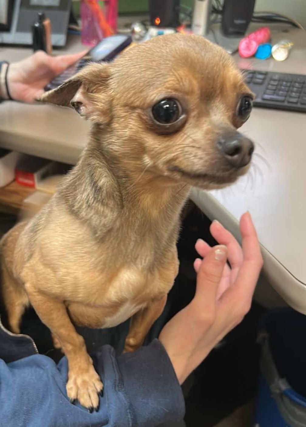 Enlarge Lucky, a Adoptable Chihuahua in Broken Arrow, OK image 3/3