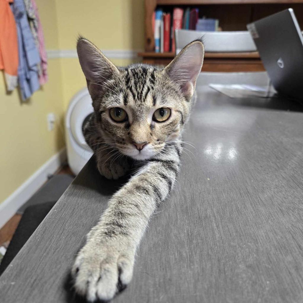 Enlarge Ice Spice, a Adoptable Domestic Short Hair in Greenwood, MO image 1/3