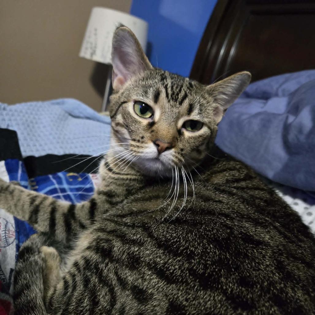 Enlarge Ice Spice, a Adoptable Domestic Short Hair in Greenwood, MO image 1/4