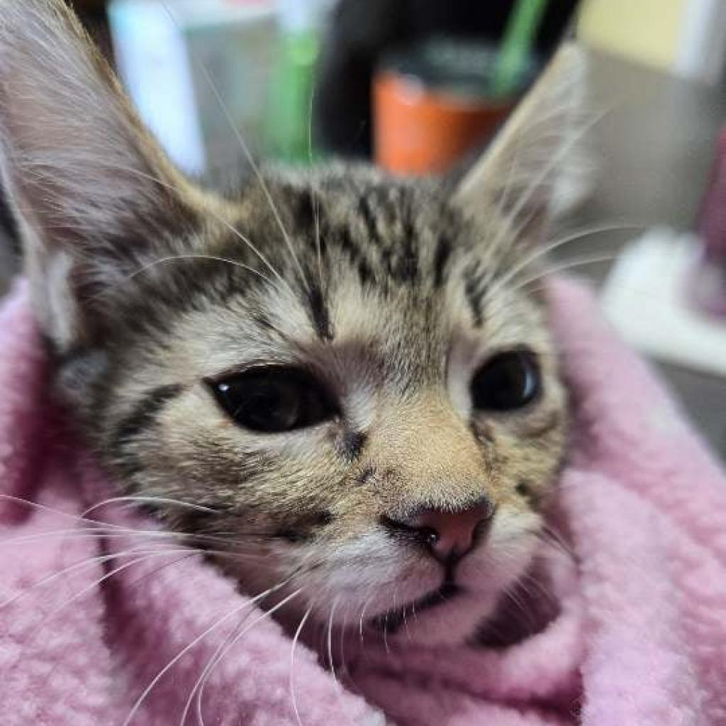 Enlarge Ice Spice, a Adoptable Domestic Short Hair in Greenwood, MO image 2/3