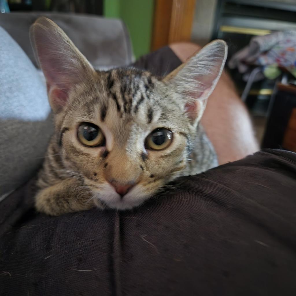 Ice Spice, a Adoptable Domestic Short Hair in Greenwood, MO image 2/3