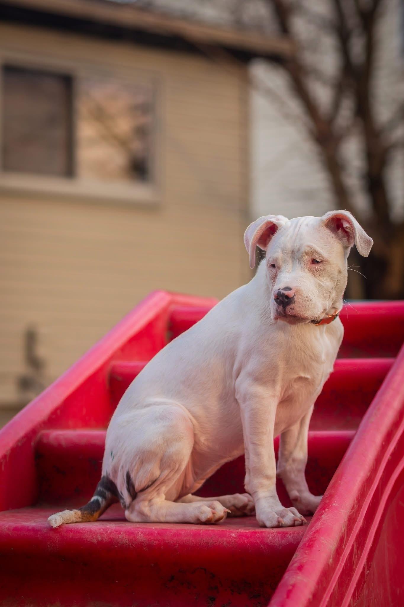 Nail Polish, a ADOPTABLE American Bully in Ypsilanti, MI image 3/6