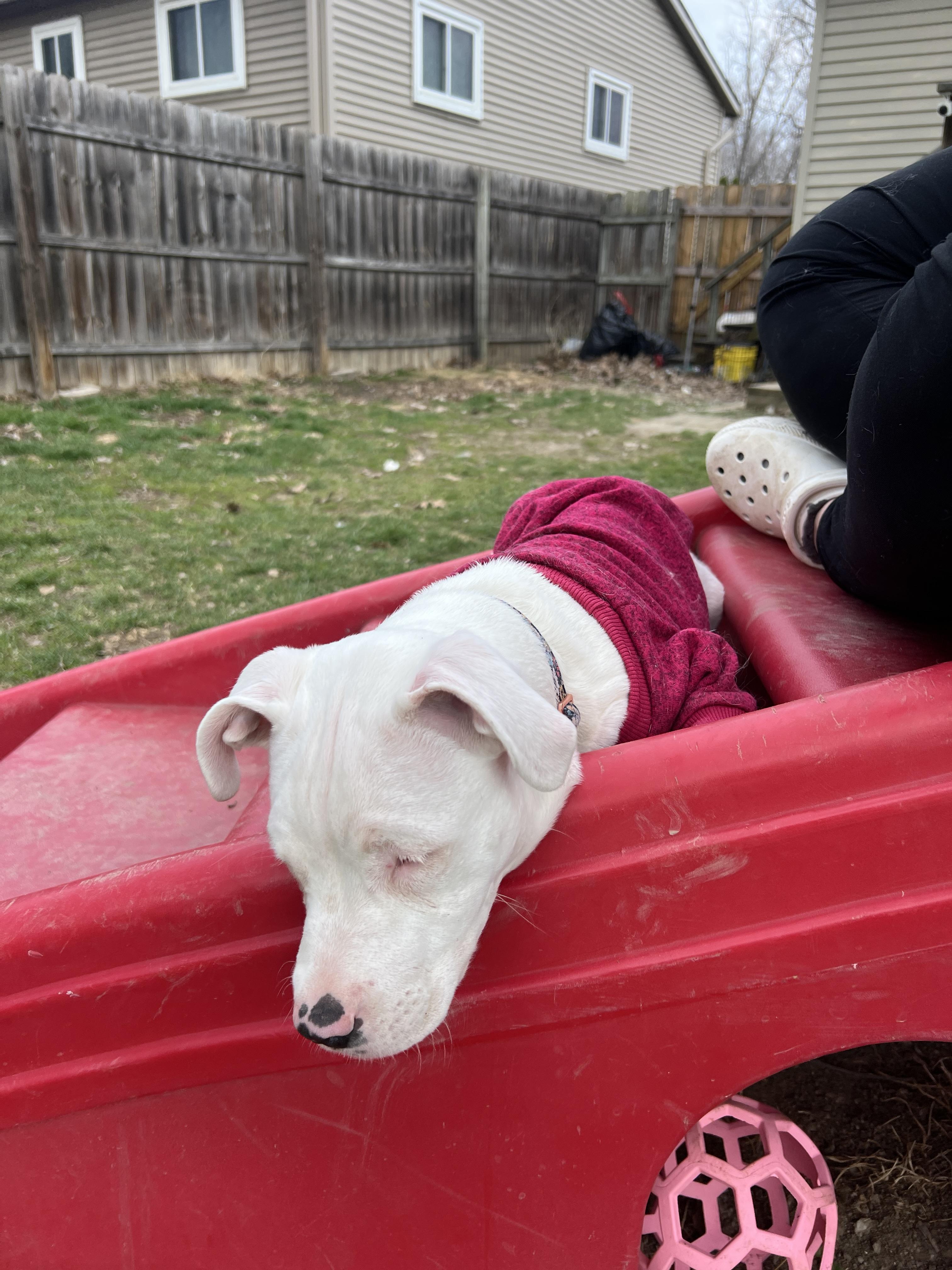 Nail Polish, a ADOPTABLE American Bully in Ypsilanti, MI image 4/6