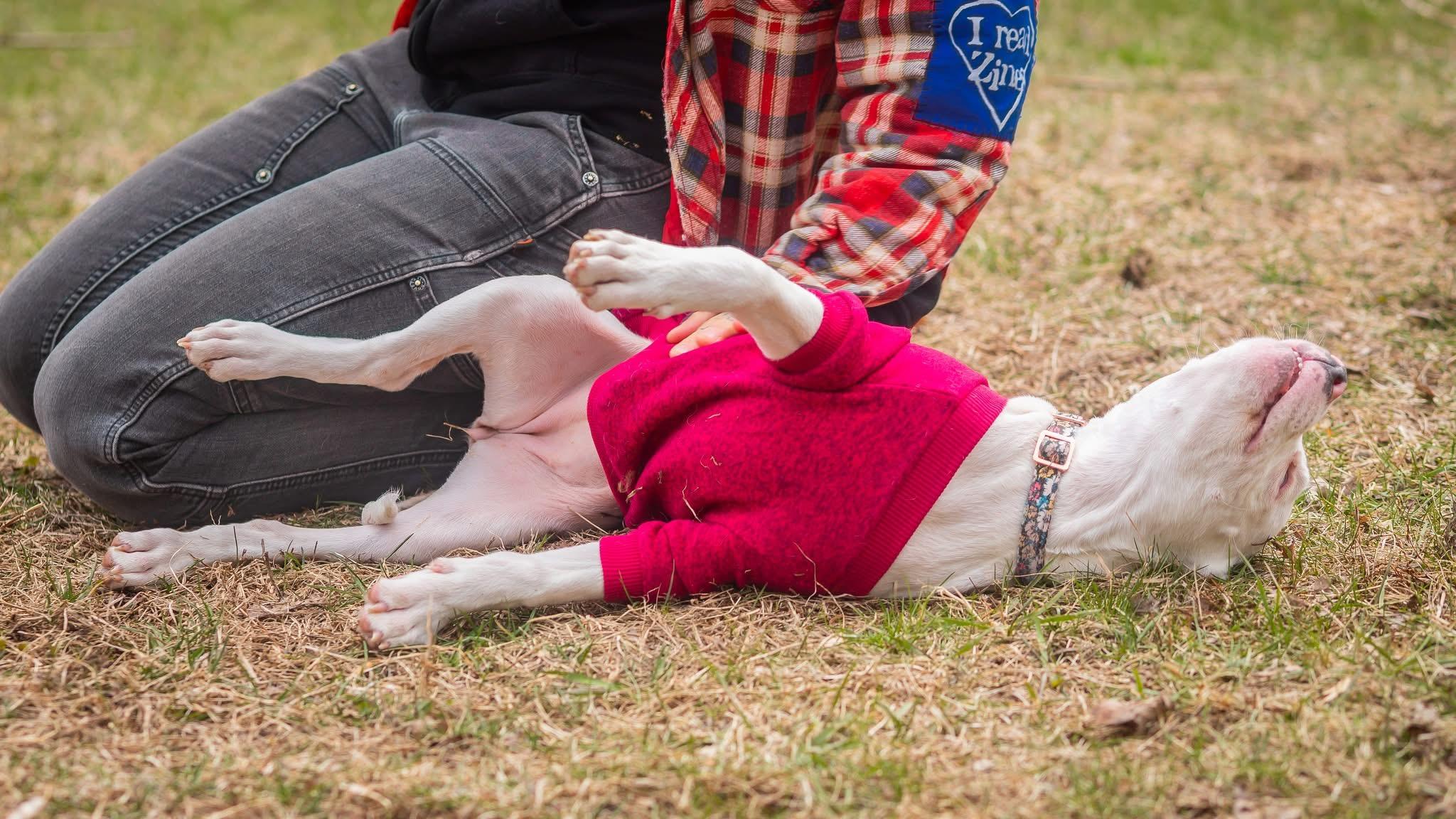 Nail Polish, a ADOPTABLE American Bully in Ypsilanti, MI image 5/6