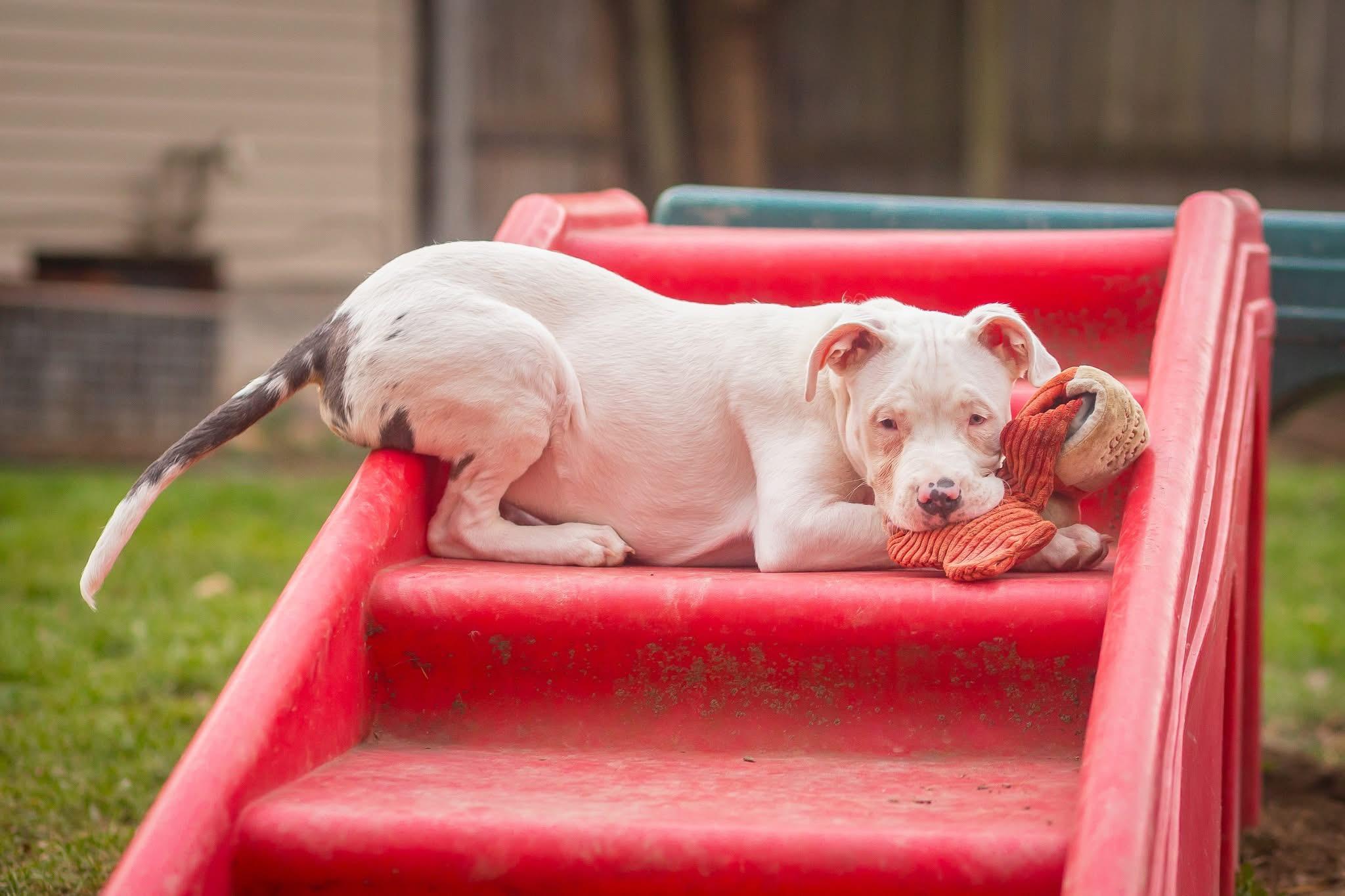 Nail Polish, a ADOPTABLE American Bully in Ypsilanti, MI image 1/6