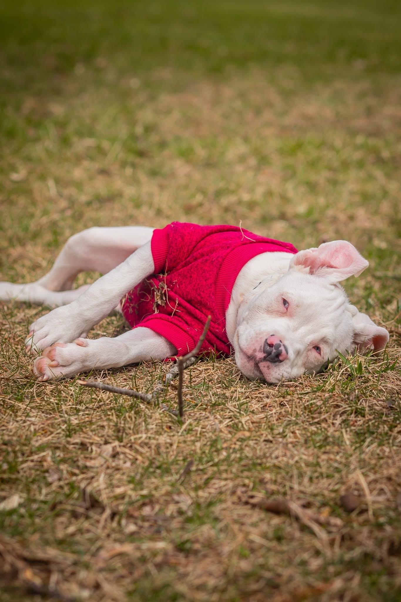Nail Polish, a ADOPTABLE American Bully in Ypsilanti, MI image 2/6