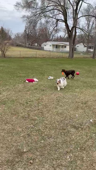 Enlarge Nail Polish, a ADOPTABLE American Bully in Ypsilanti, MI video 6/6