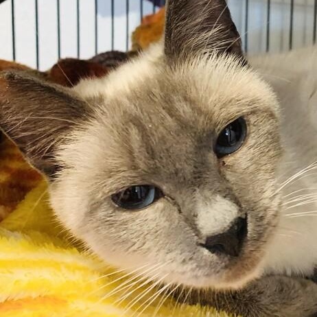 Enlarge Magnolia, a Adoptable Siamese in Pinole, CA image 1/1