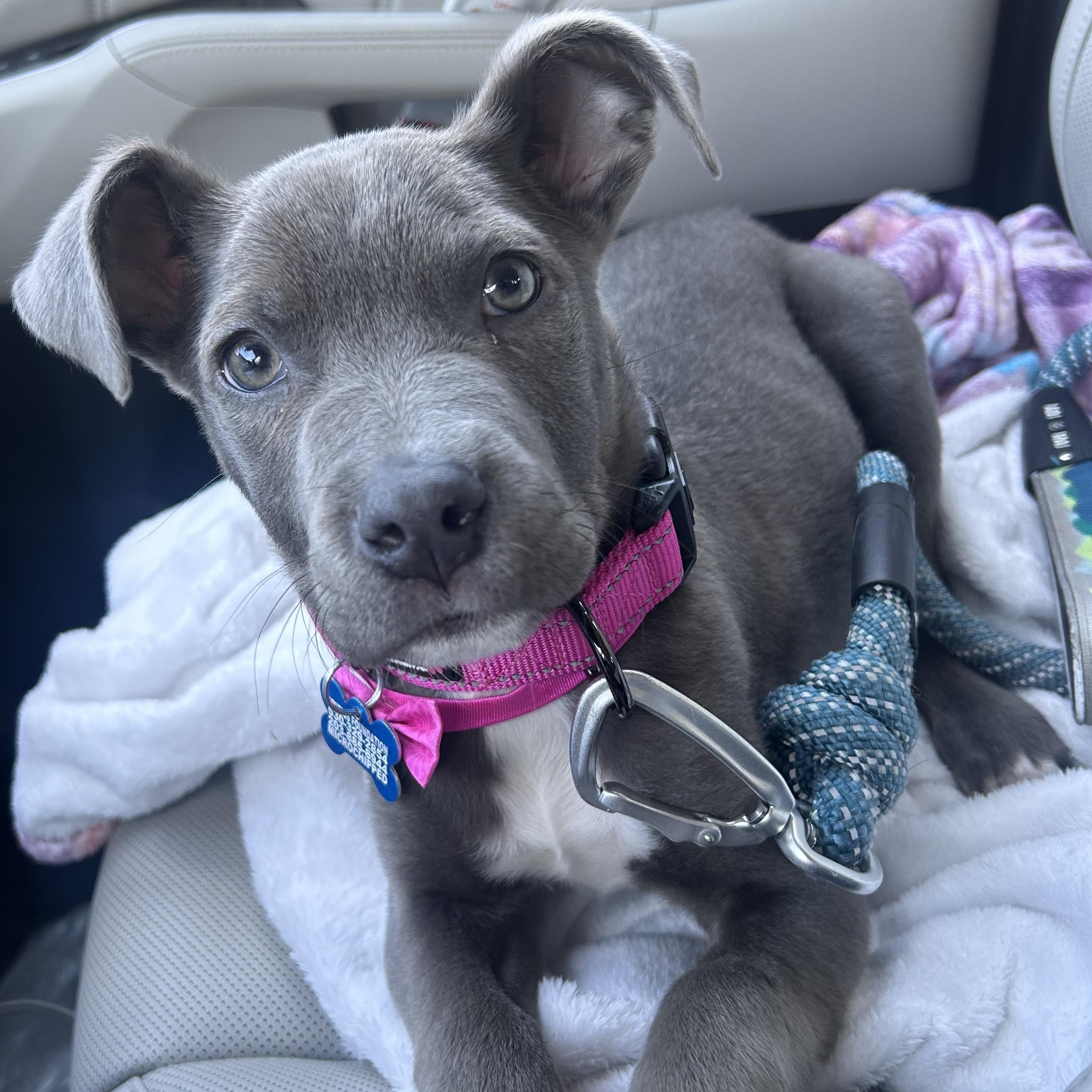 Enlarge Lucky, an adopted mixed breed in Lincoln, CA image 3/4