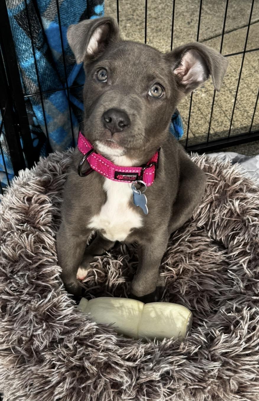 Enlarge Lucky, an adopted mixed breed in Lincoln, CA image 1/4