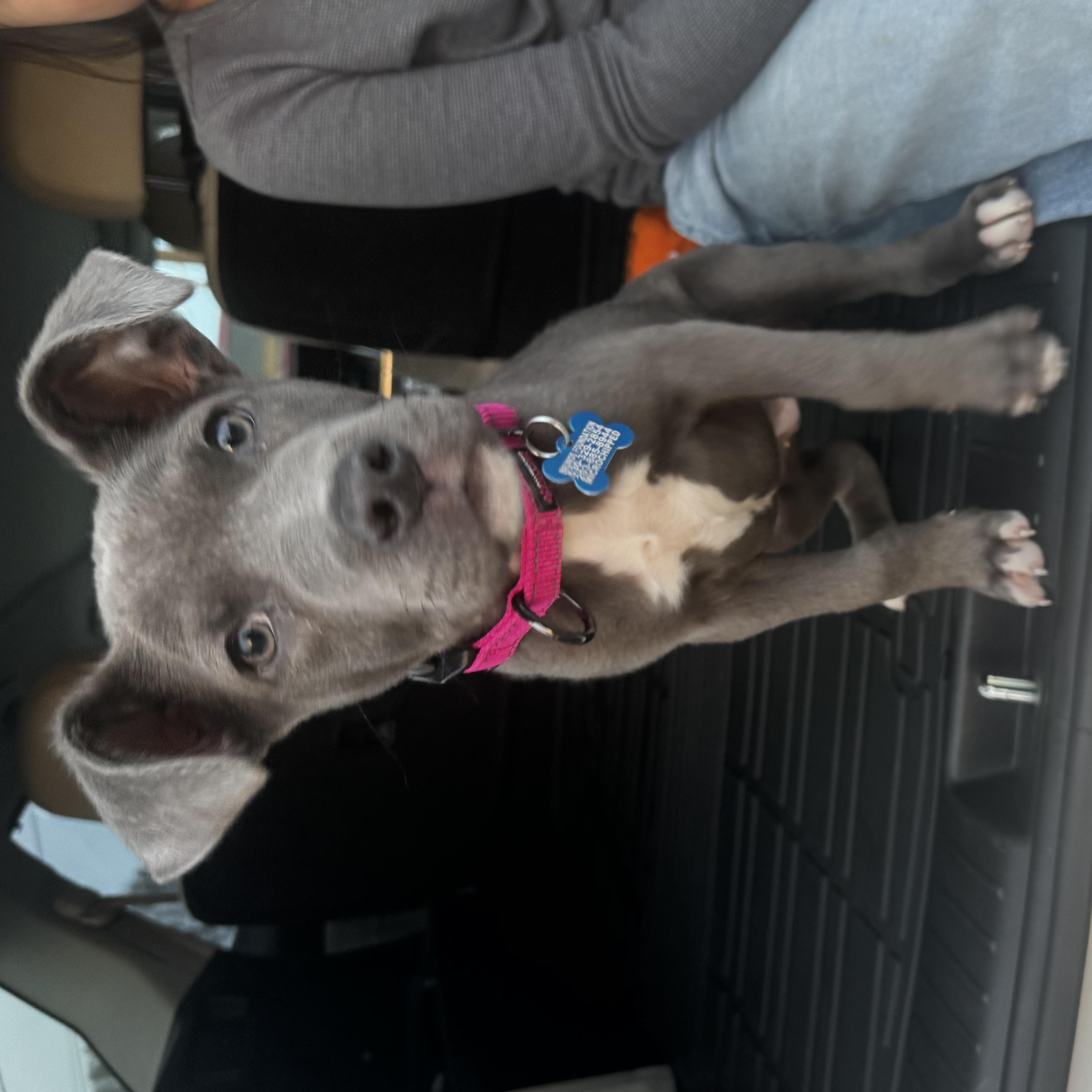 Enlarge Lucky, an adopted mixed breed in Lincoln, CA image 2/4