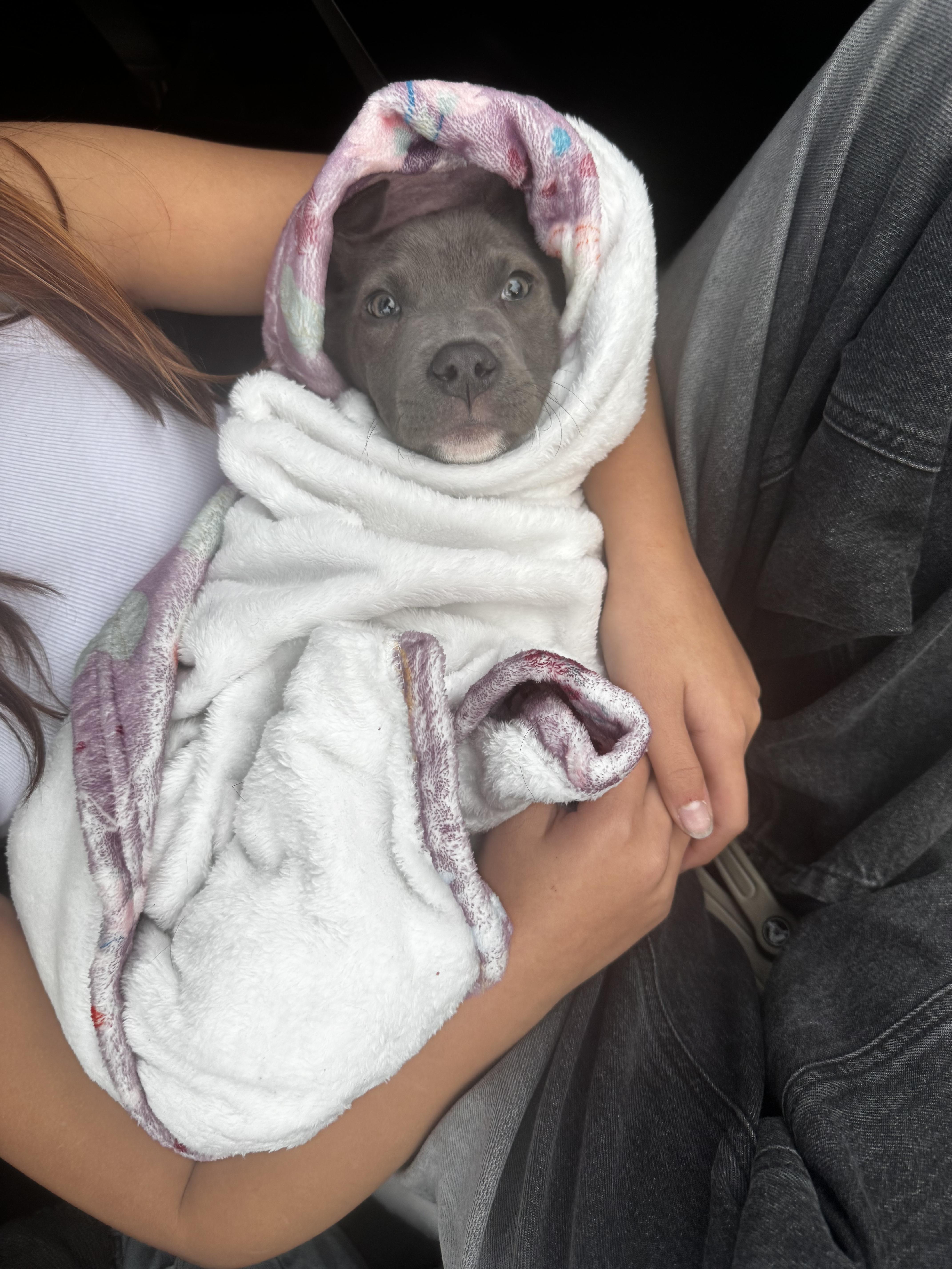 Enlarge Lucky, an adopted mixed breed in Lincoln, CA image 4/4