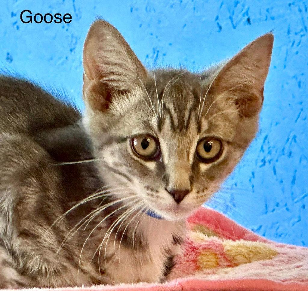 Goose, Adoptable, Kitten Male Domestic Short Hair.