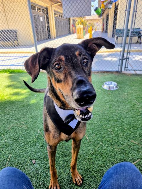 FREDDY, Adoptable, Adult Male Doberman Pinscher & Mixed Breed.