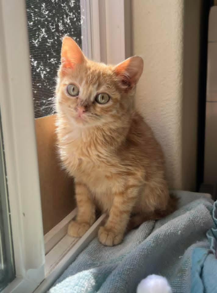 Louise, an adoptable mixed breed in Santa Clara, CA image 2/6