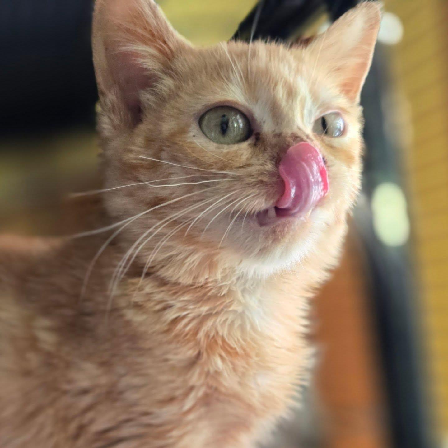 Louise, an adoptable mixed breed in Santa Clara, CA image 3/6