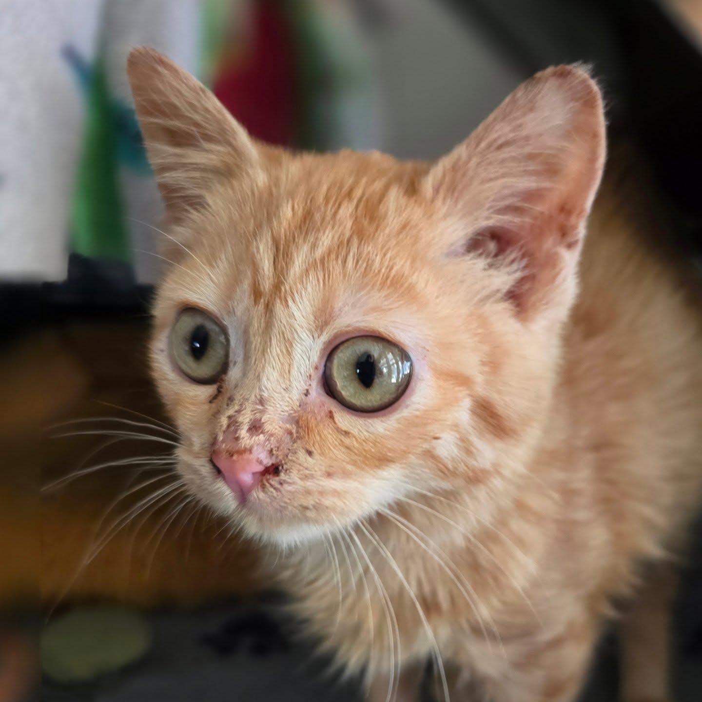 Louise, an adoptable mixed breed in Santa Clara, CA image 4/6