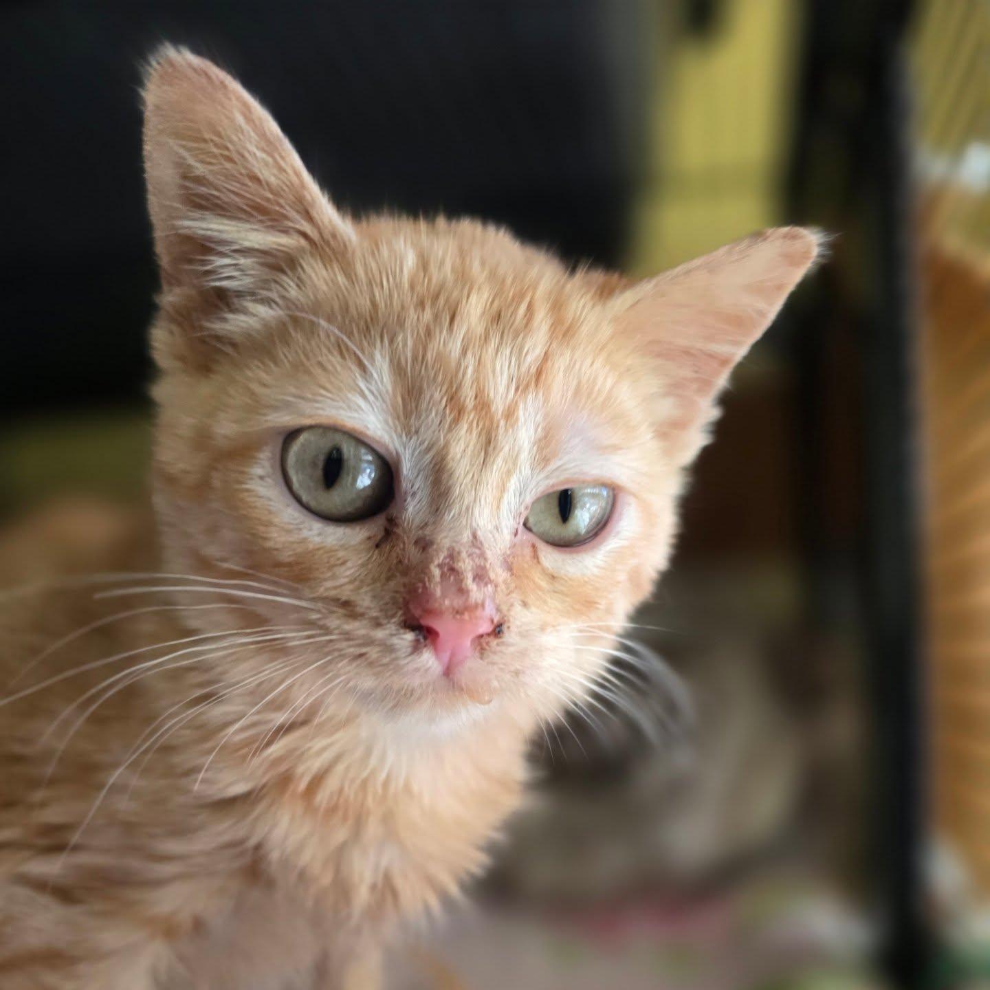 Louise, an adoptable mixed breed in Santa Clara, CA image 5/6