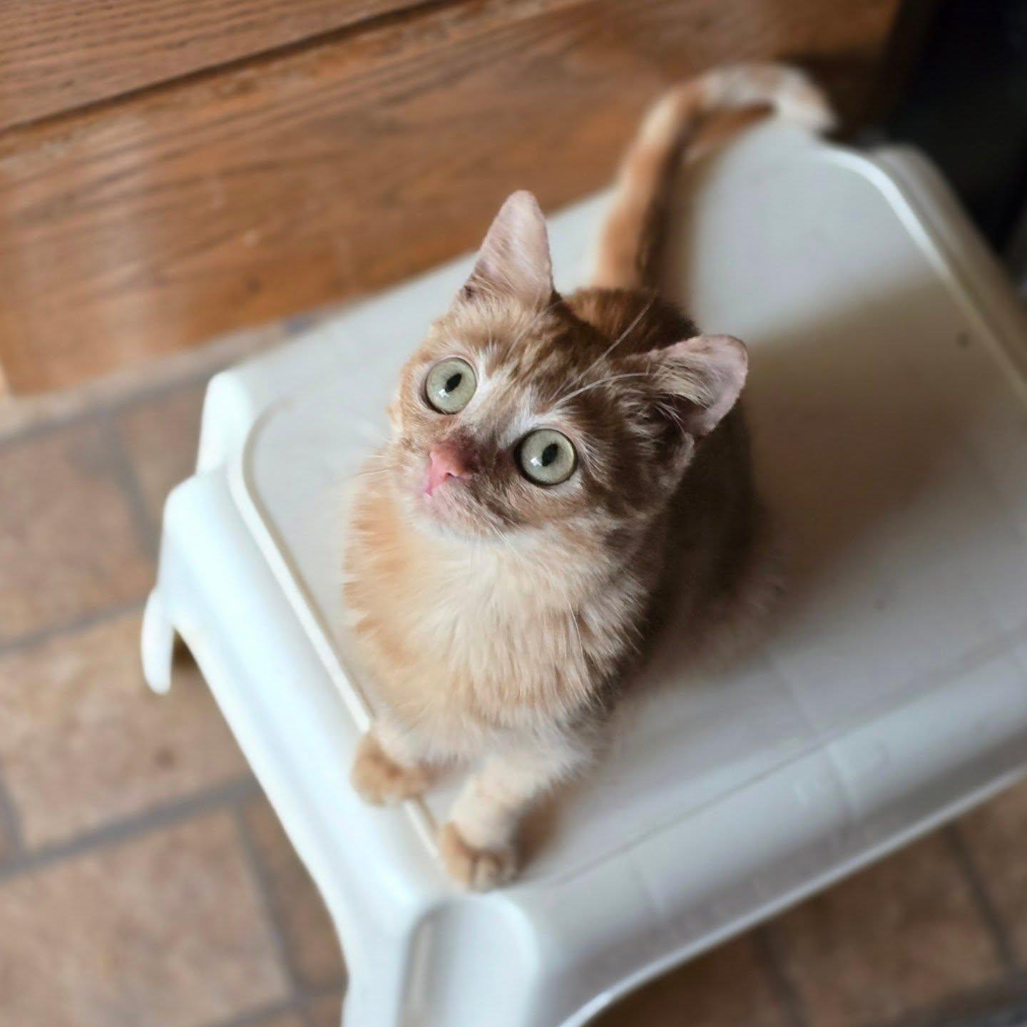 Louise, an adoptable mixed breed in Santa Clara, CA image 1/6