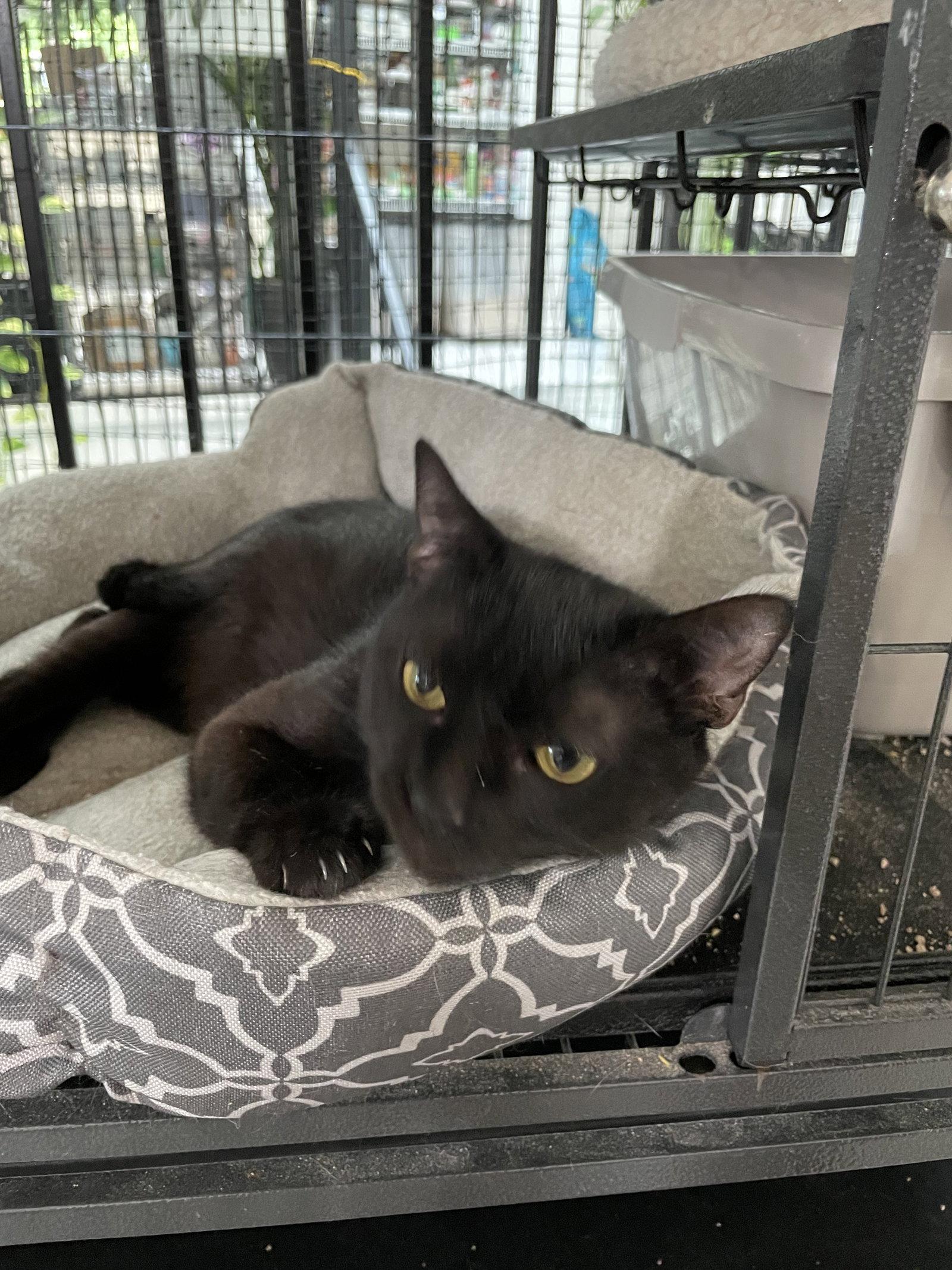 Spice, Adoptable, Adult Female Domestic Short Hair.