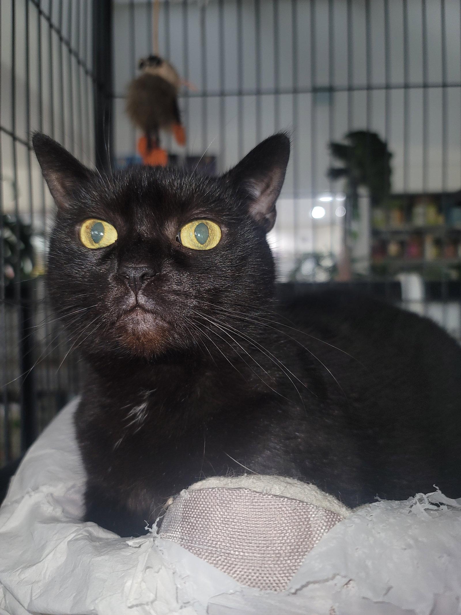 Enlarge Spice, a Adoptable Domestic Short Hair in Locust Grove, VA image 2/3