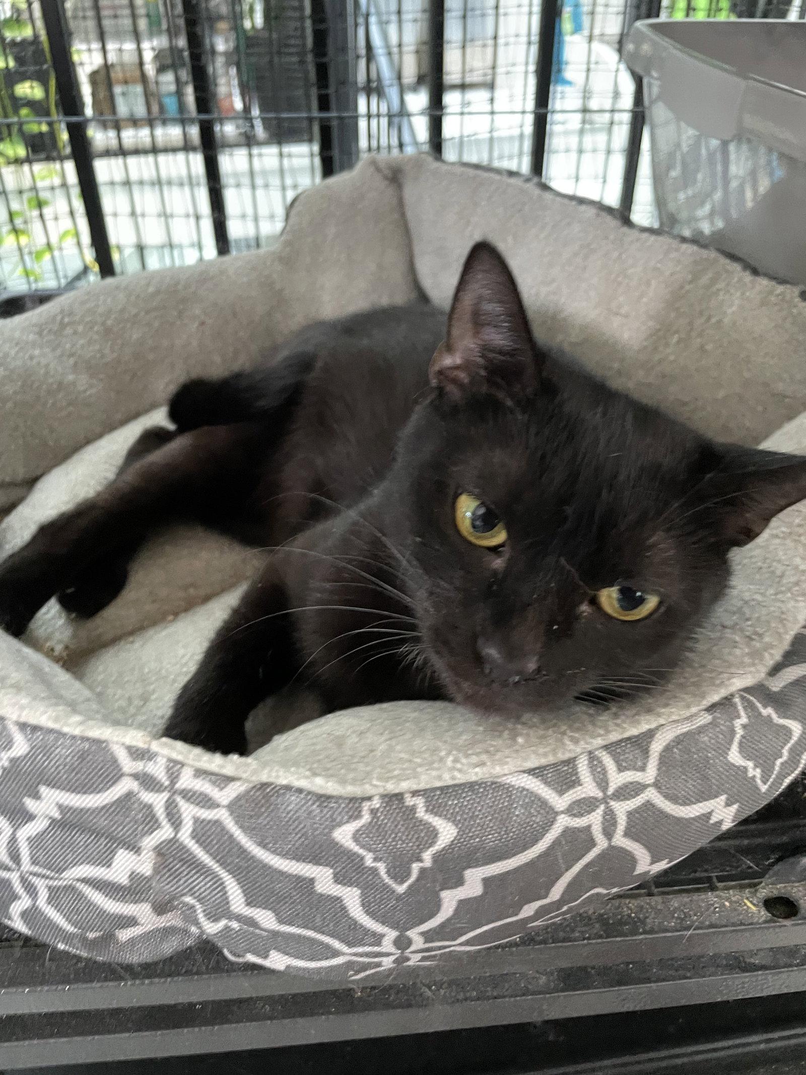 Spice, a Adoptable Domestic Short Hair in Locust Grove, VA image 2/2