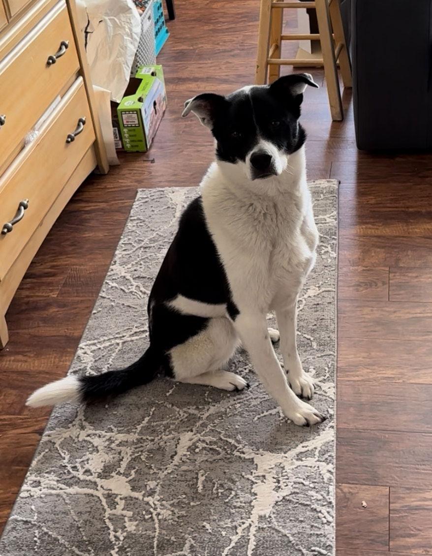 Watson, Adoptable, Senior Male Shepherd.