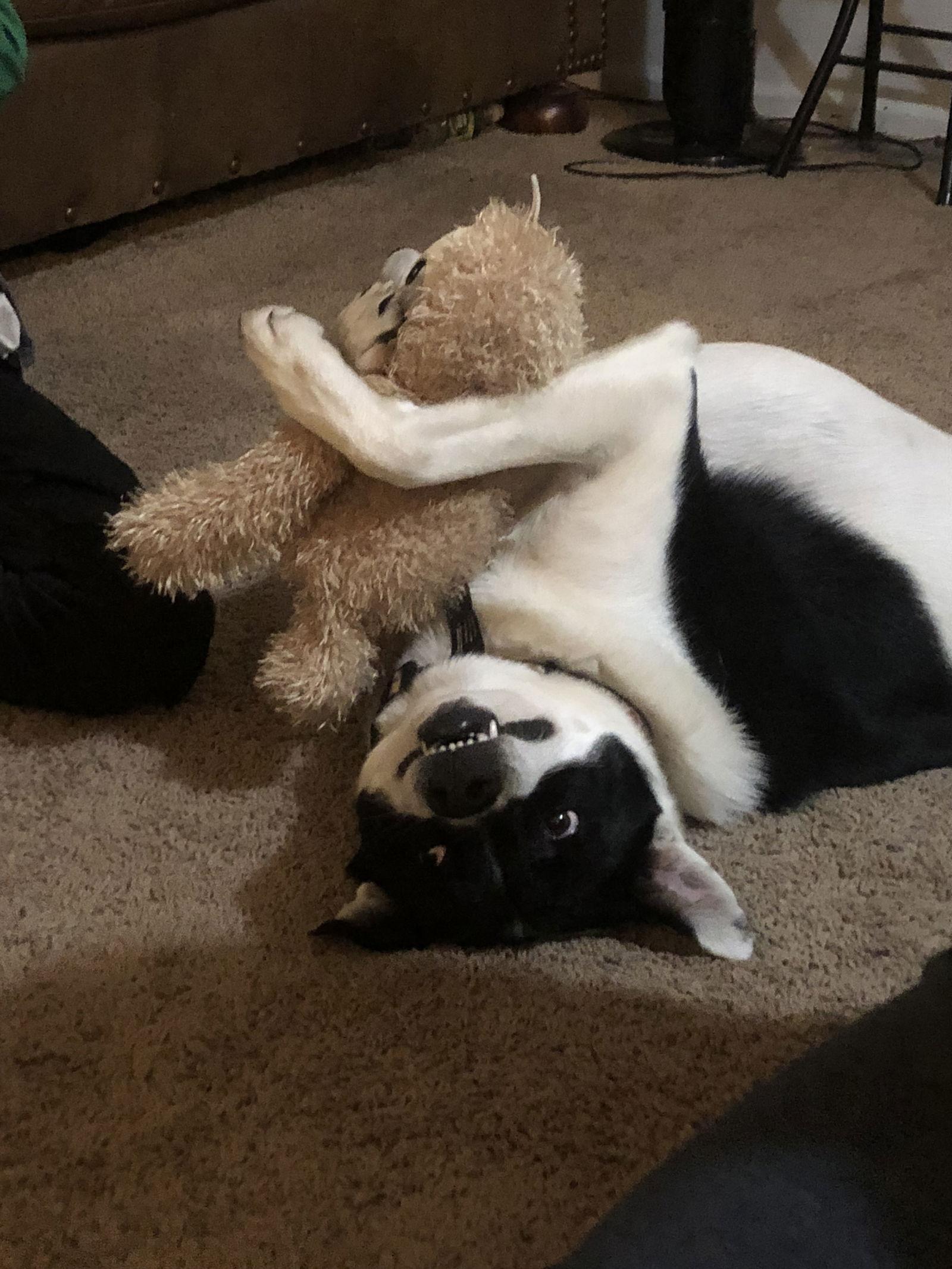 Watson, a Adoptable Shepherd in Fort Collins, CO image 2/3