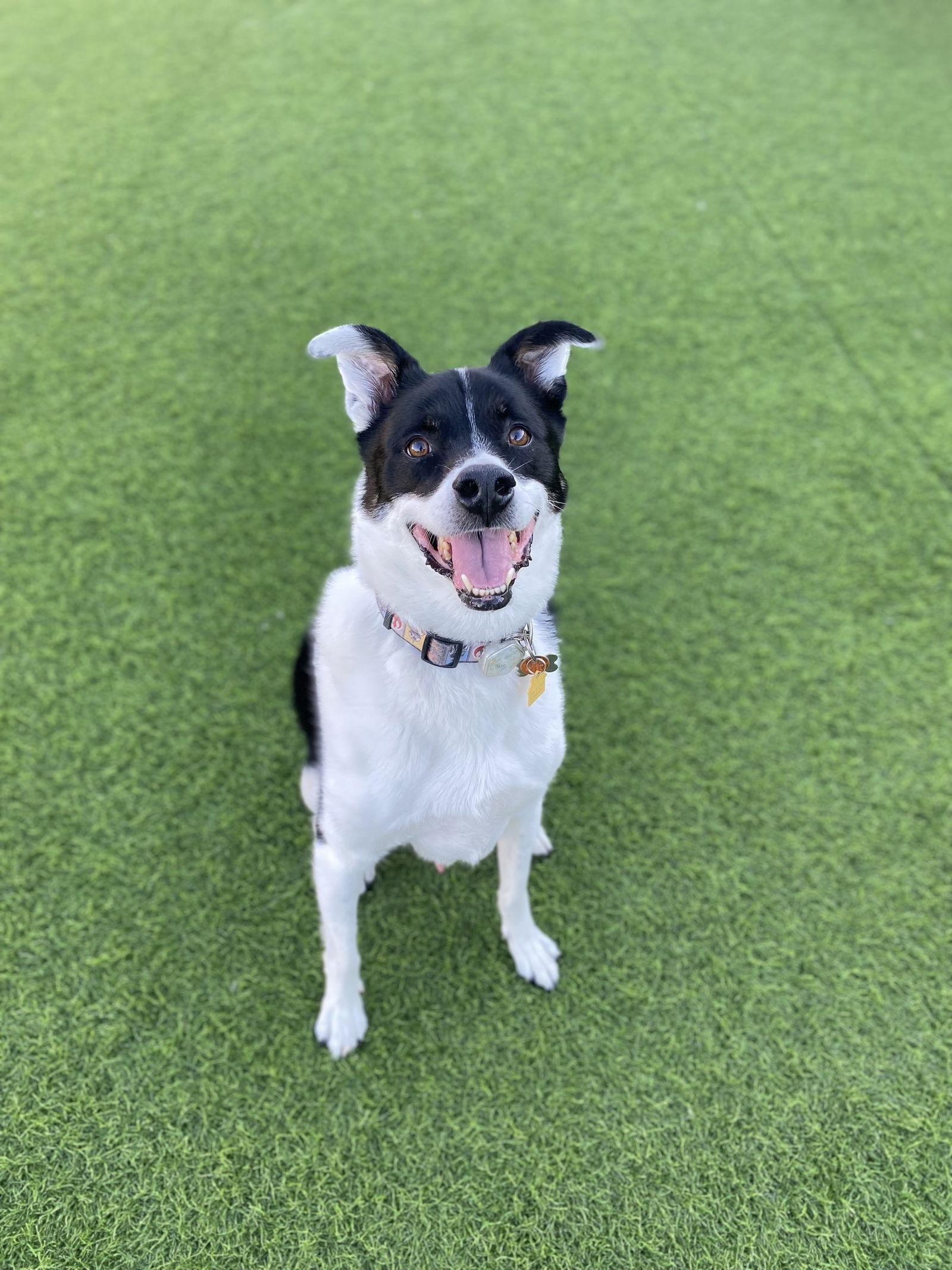 Watson, a Adoptable Shepherd in Fort Collins, CO image 3/3