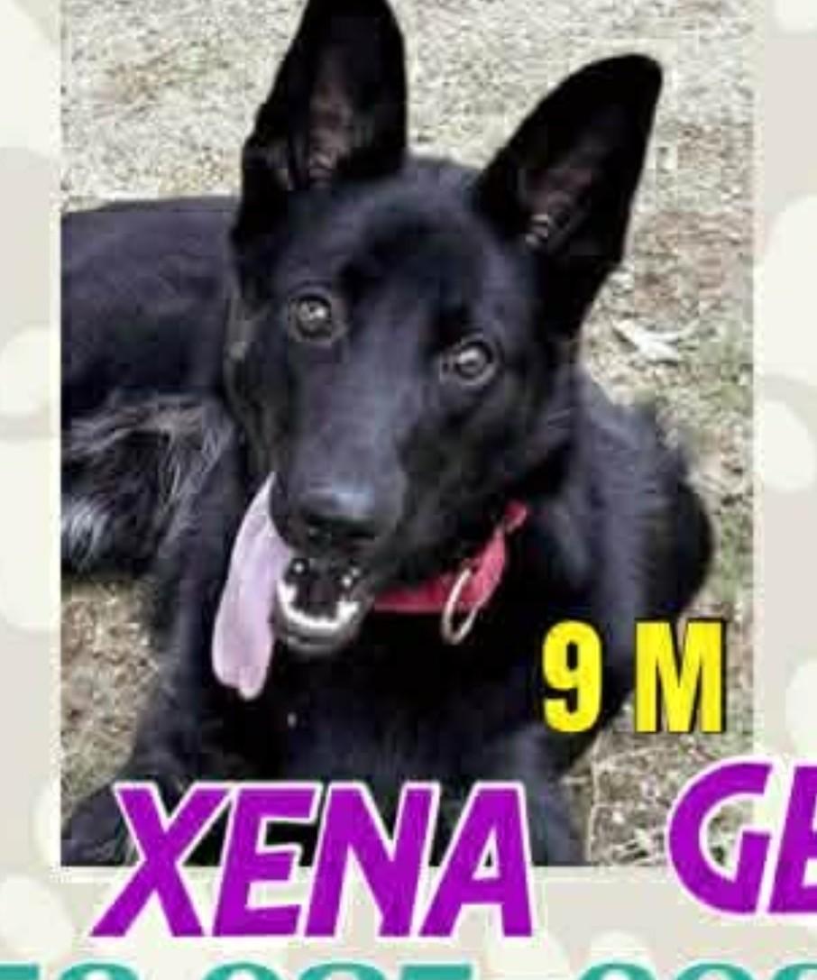 Enlarge Xena, a ADOPTABLE mixed breed in Lafayette, CA image 1/1