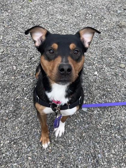 Max, Adoptable, Adult Male Mixed Breed & Mixed Breed.