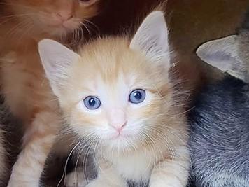 Freya, Adopted, Adult Female Domestic Medium Hair.