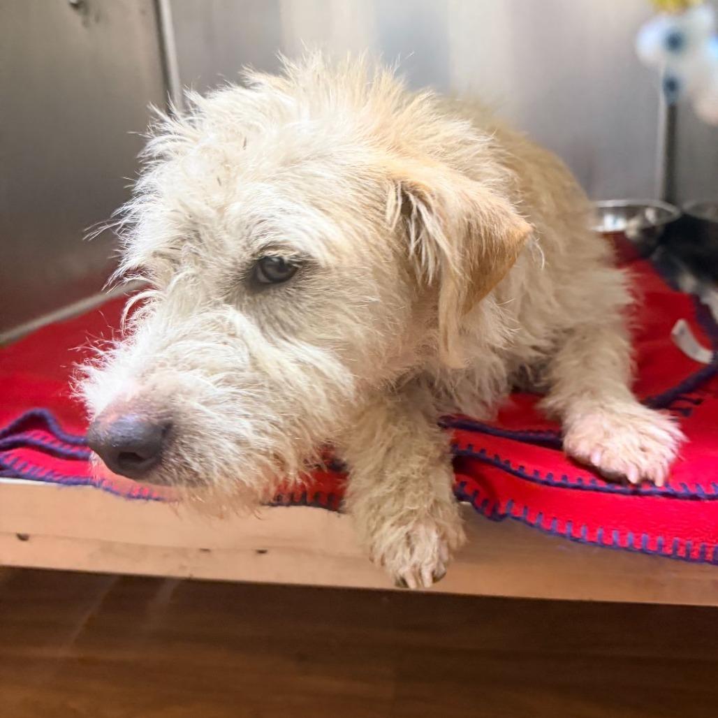 CT Krispy Cream -21lbs!, Adoptable, Young Male Terrier & Mixed Breed.