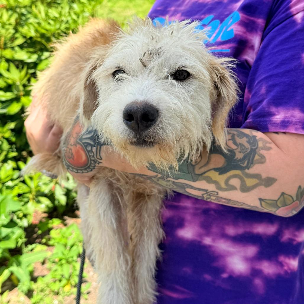 Enlarge CT Krispy Cream -21lbs!, a Adoptable mixed breed in Stormville, NY image 2/6