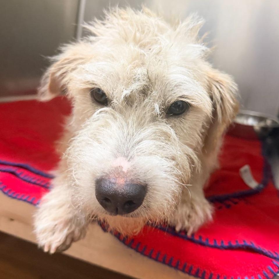 Enlarge CT Krispy Cream -21lbs!, a Adoptable mixed breed in Stormville, NY image 3/6