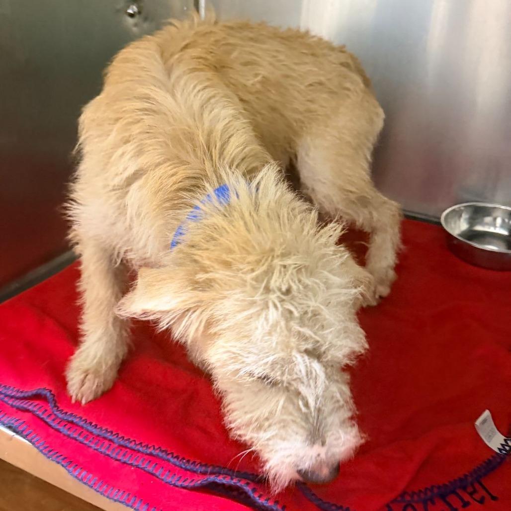 Enlarge CT Krispy Cream -21lbs!, a Adoptable mixed breed in Stormville, NY image 4/6