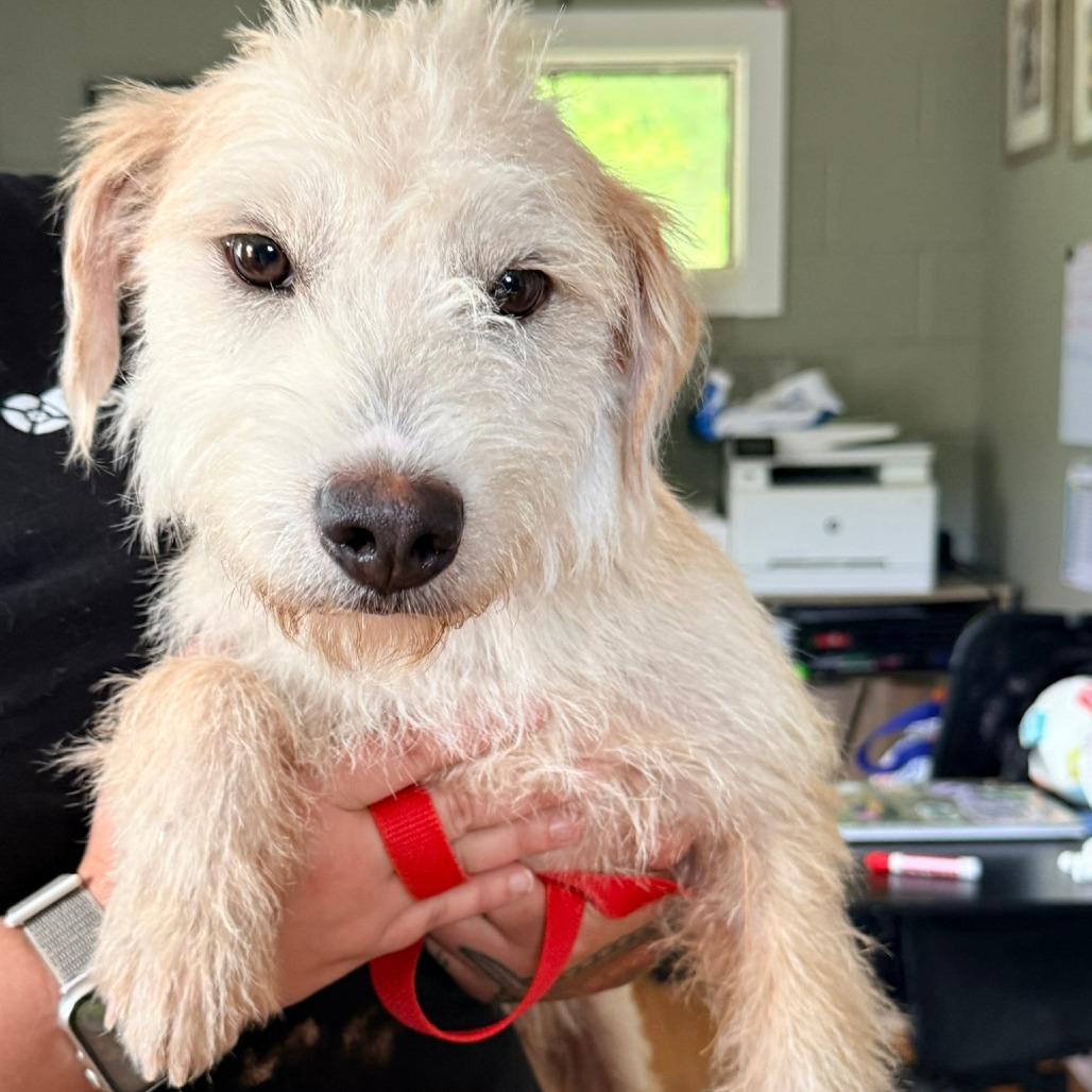 Enlarge CT Krispy Cream -21lbs!, a Adoptable mixed breed in Stormville, NY image 5/6