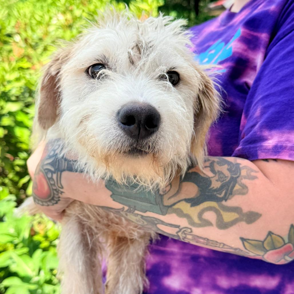Enlarge CT Krispy Cream -21lbs!, a Adoptable mixed breed in Stormville, NY image 6/6
