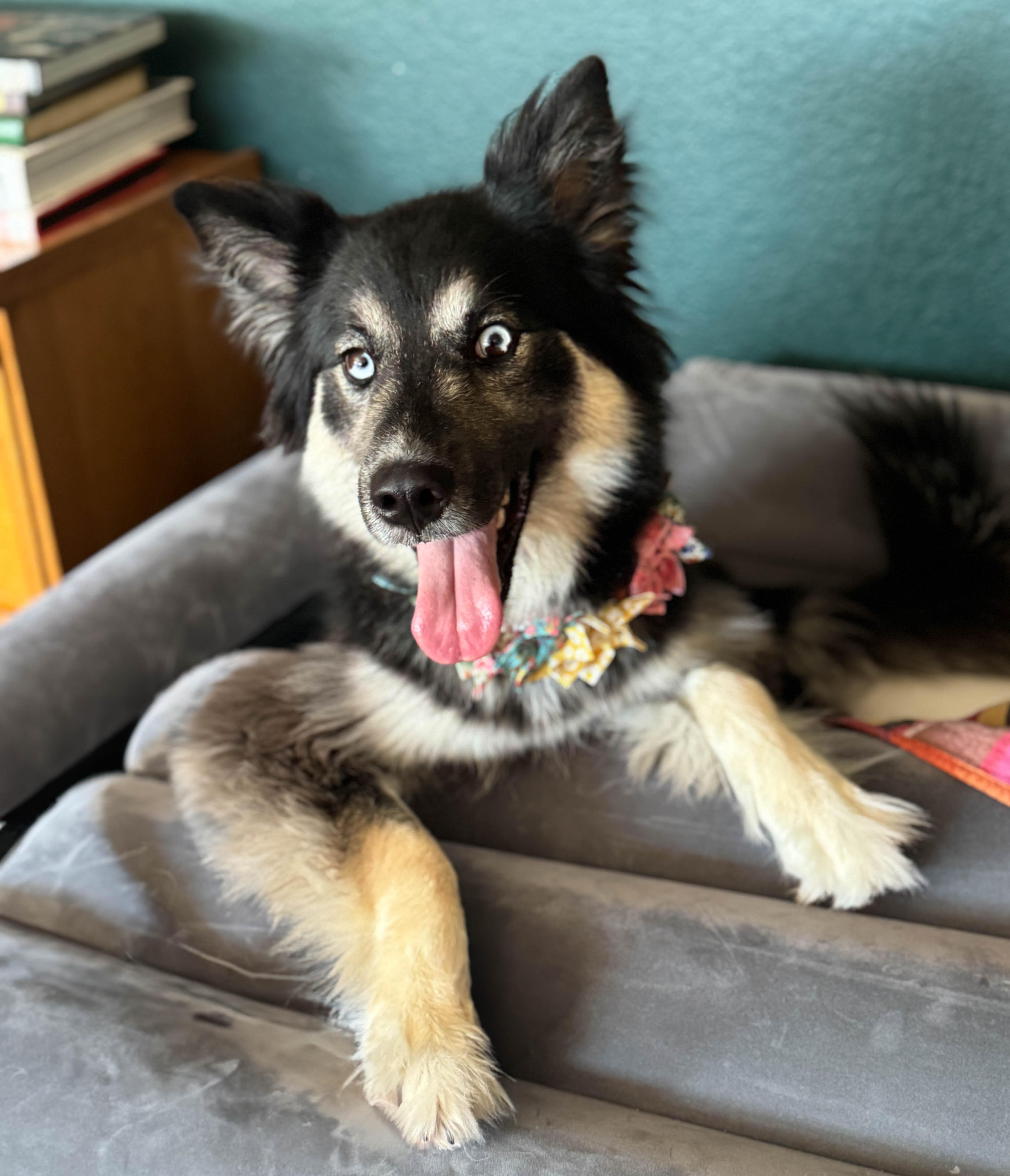 Izzy Pop, a Adoptable mixed breed in Torrance, CA image 5/6