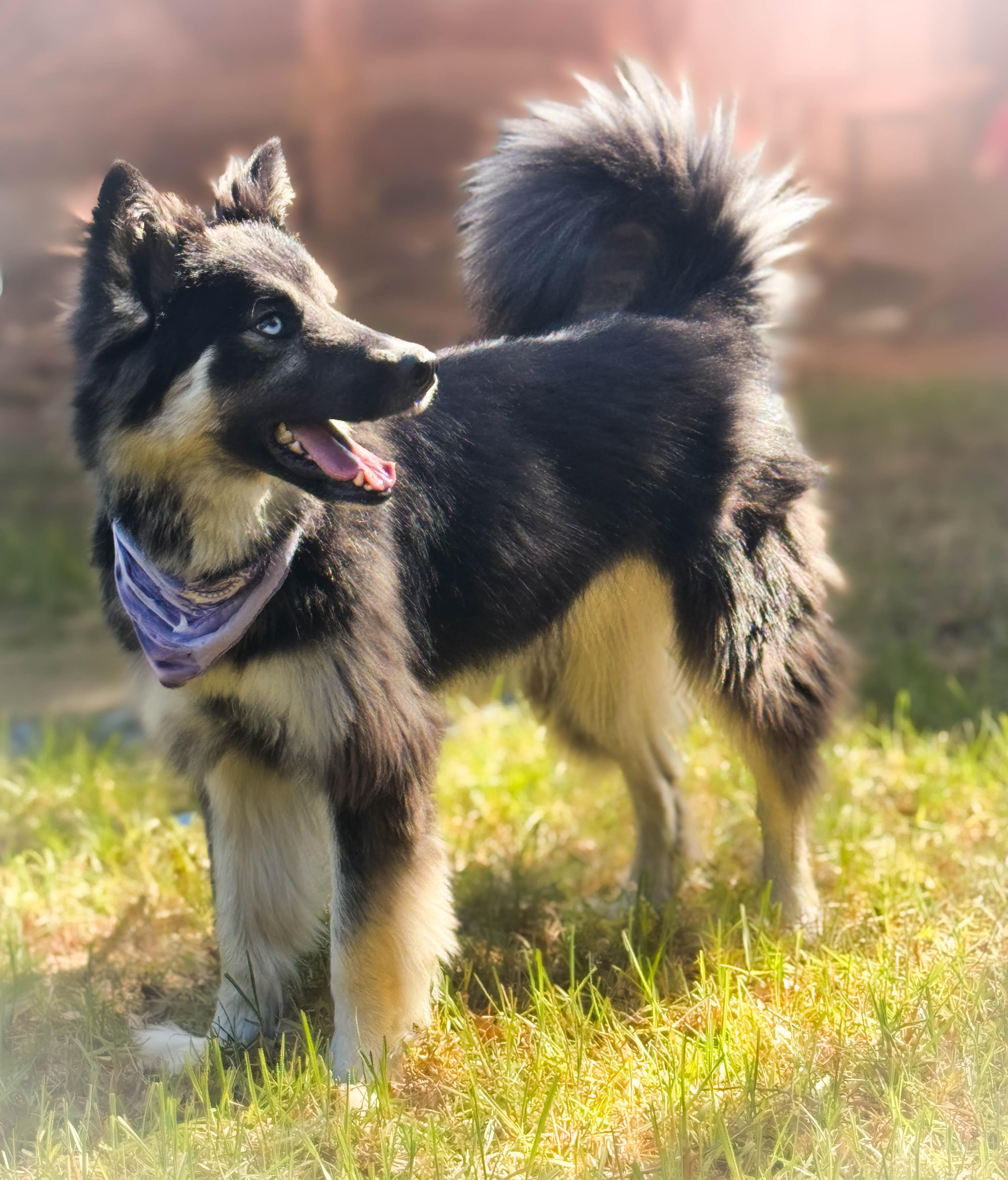 Izzy Pop, a Adoptable mixed breed in Torrance, CA image 2/6