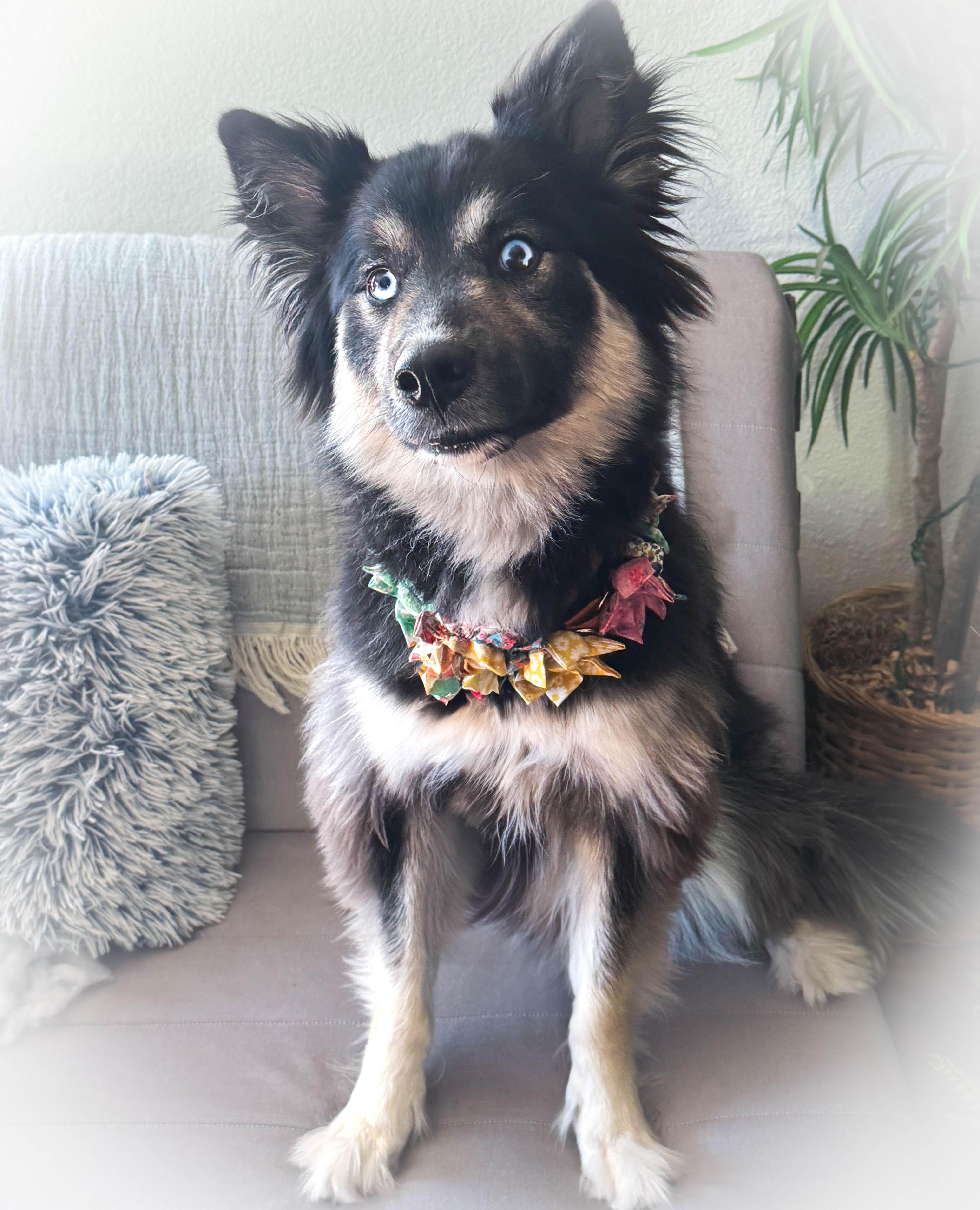 Izzy Pop, Adoptable, Adult Female Australian Shepherd & Siberian Husky.