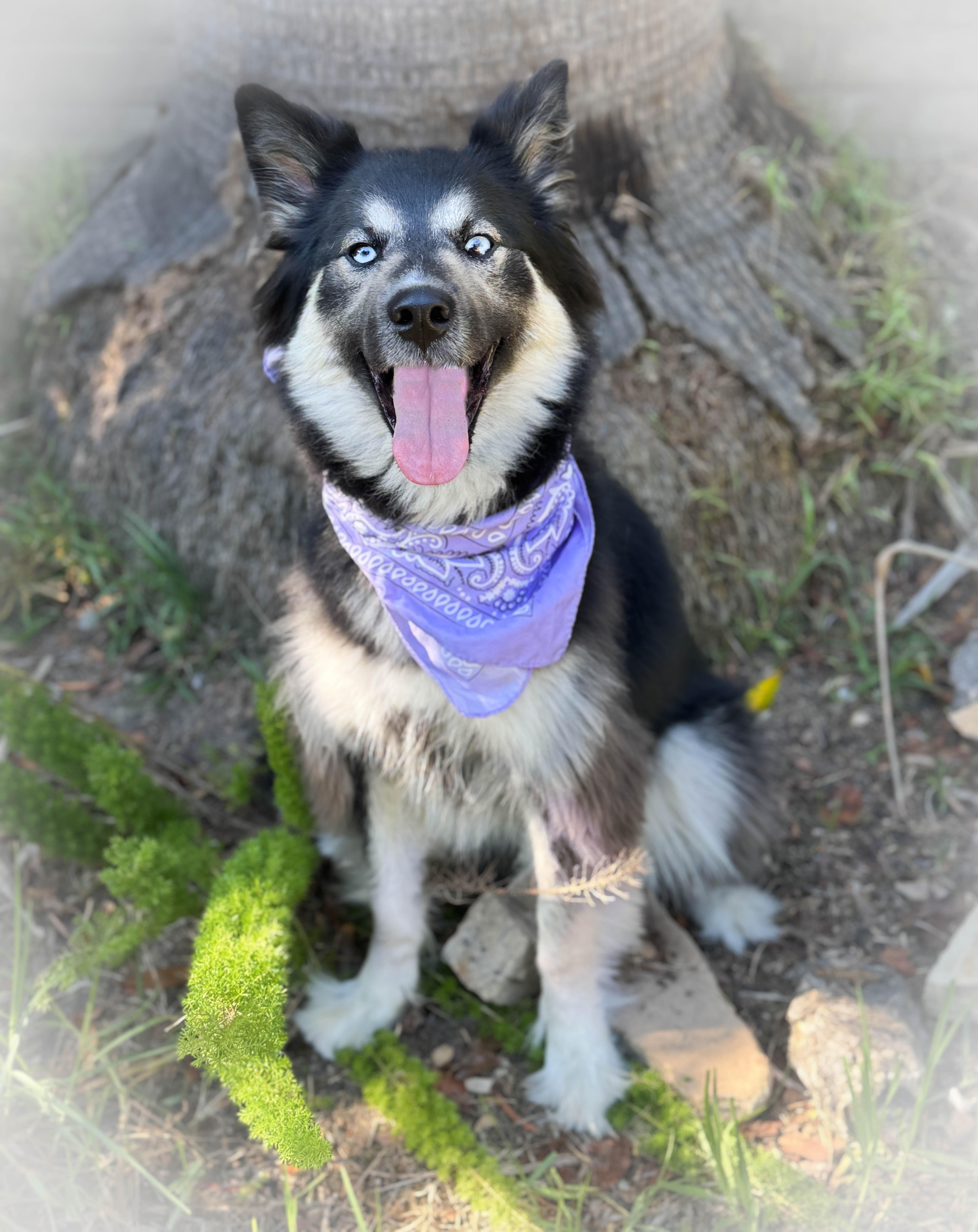 Izzy Pop, a Adoptable mixed breed in Torrance, CA image 3/6