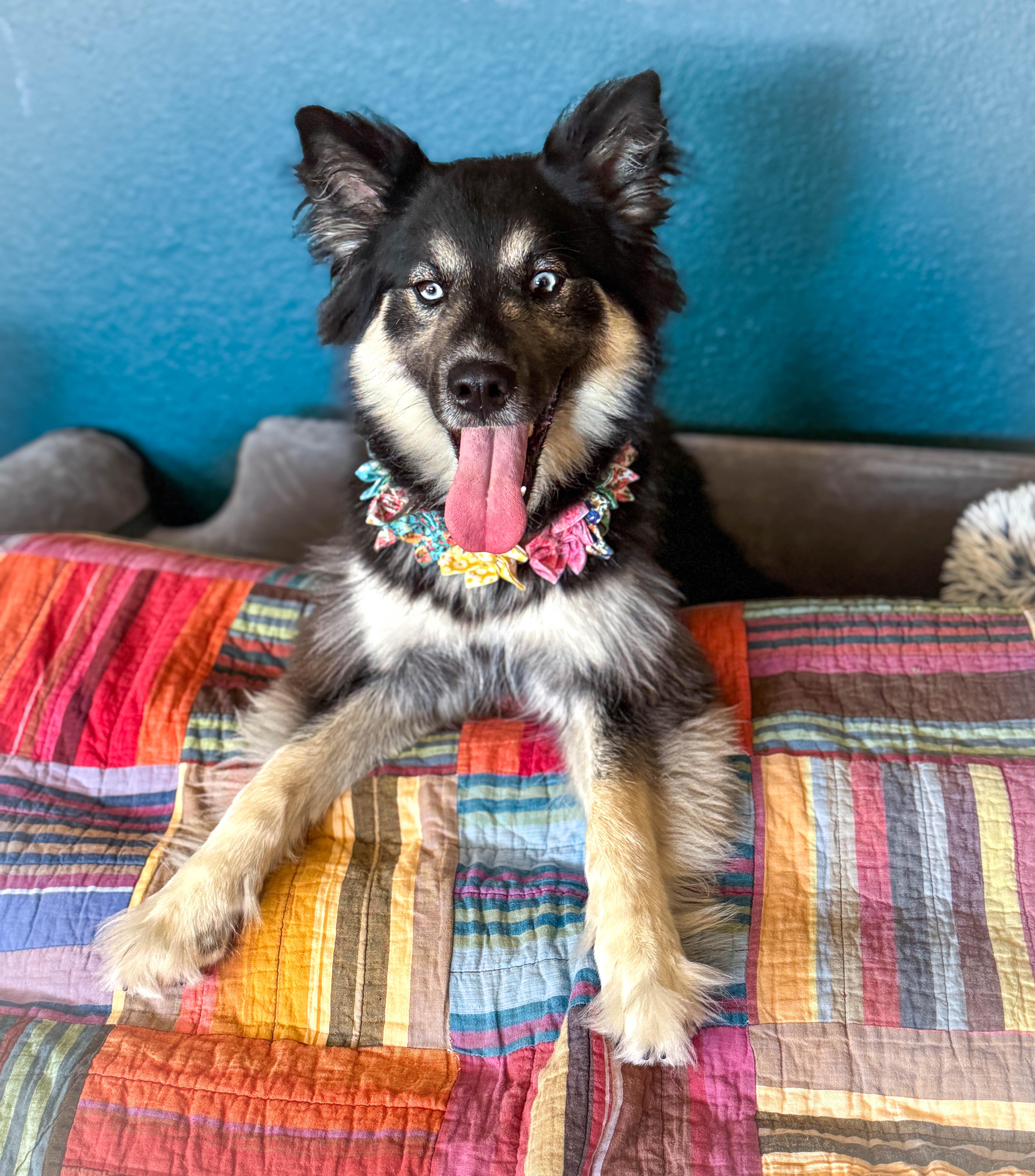 Izzy Pop, a Adoptable mixed breed in Torrance, CA image 4/6